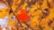 Red maple leaf isolated on background of others yellow leaves. N
