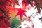 Red maple leaf in Japan during Autumn Season between September to November