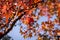 Red maple leaf on a tree, orange blue sky fall autumn background, november colors