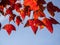 Red Maple Leaf at The Wildlife and Plant Phu Luang, Loei, Thailand.