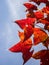 Red Maple Leaf at The Wildlife and Plant Phu Luang, Loei, Thailand