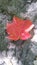 A red maple leafe on the ground