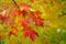 Red Maple Leaves