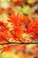 Red maple leaves