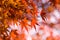 Red maple leaves autumn background