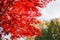 Red maple leaves in autumn season.