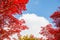 Red maple leaves in autumn season with blue sky blurred background.