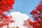 Red maple leaves in autumn season with blue sky blurred background