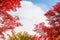 Red maple leaves in autumn season with blue sky blurred background, taken from Hokkaido Japan.