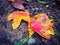 Red maple leaves on a beautiful ground.