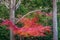 Red maple leaves and branch in fall