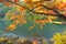 Red maple leaves or fall foliage in colorful autumn season near Arashiyama river, Kansai, Kyoto. Trees in Japan with blue sky.