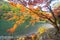 Red maple leaves or fall foliage in colorful autumn season near Arashiyama river, Kansai, Kyoto. Trees in Japan with blue sky.