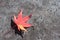 Red maple leaves lying on the sidewalk