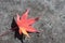 Red maple leaves lying on the sidewalk