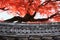 Red maple leaves and old temple, Kyoto Japan.