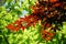 Red maple leaves surrounded by green ones