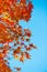 Red maple leaves on tree in autunm season