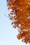 Red maple leaves on tree in autunm season