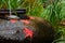 Red maple leaves on a tsukubai washbasin during fall at a temple in Japan