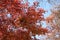 Red maple leaves under the blue sky