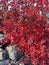 Red maple on the rocks