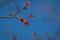 Red Maple spring flowering buds blue sky