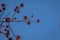 Red Maple spring flowering buds blue sky