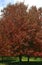 Red Maple Tree  53317