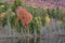 Red Maple Tree on a Adirondack Mountain Lake