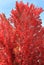 Red Maple Tree. Fall, blue sky, natural background