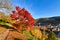 Red maple tree at famous path with public gardens called `Philosophenweg` in Heidelberg city in Odenwald forest