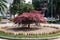 Red maple tree in a flowerbed in the city center.