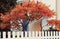 Red maple tree in front of blue door