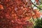 Red Maple with tree full picture