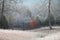 Red Maple tree holds onto its leaves on frosty morning