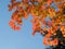 Red maple tree leaves against blue sky