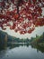 Red maple tree leaves on the branches over the calm lake water. Moody autumn season natural background. Colorful foliage in the