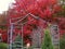Red Maple Tree Pagoda Garden