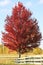 Red maple tree with wooden fence