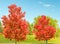 Red maple trees in Fall color Lake Taghkanic State Park under blue sky