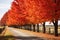 Red maple trees lining a peaceful countryside road