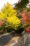 Red maple trees and Yellow Ginkgo trees along the cannel in Kawaguchiko