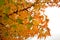 Red maples in autumn in Tuscany