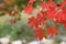 Red maples on branch, Autumn leaves background