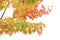 Red maples on branch, Autumn leaves on white background