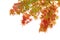 Red maples on branch, Autumn leaves on white background