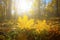 Red mapple leaves lie on forest glade in light of sun