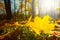 Red mapple leaves lie on forest glade in light of sun