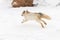 Red Marble Fox Vulpes vulpes Bounds Away to Left Winter